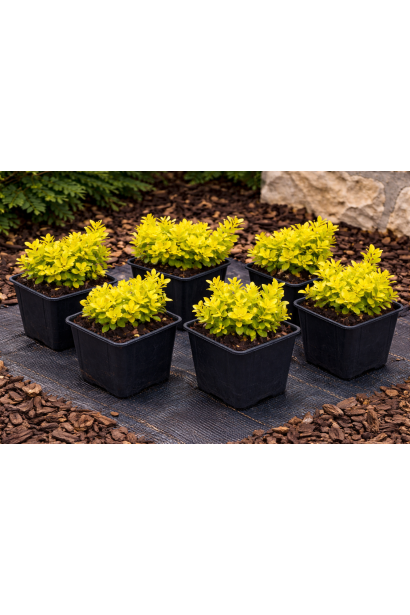 Компактні однорічні кущики ‘Goldalita’